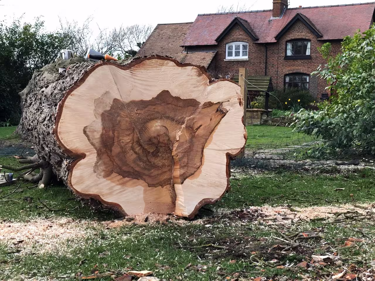 Tree falls on 1 The Green